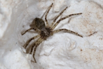 Un mle (Araneae - Philodromidae - Philodromus buxi)